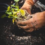 person holding green plant on black pot